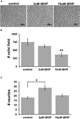 N-acylethanolamide metabolizing enzymes are upregulated in human neural progenitor-derived neurons exposed to sub-lethal oxidative stress